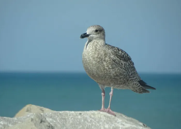 Aparthotel Voiles Et Terrasses By Corinne Face Au Port